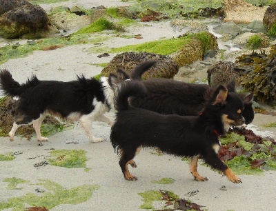 De La Contrée Des Elfes - Les chichis à la plage !