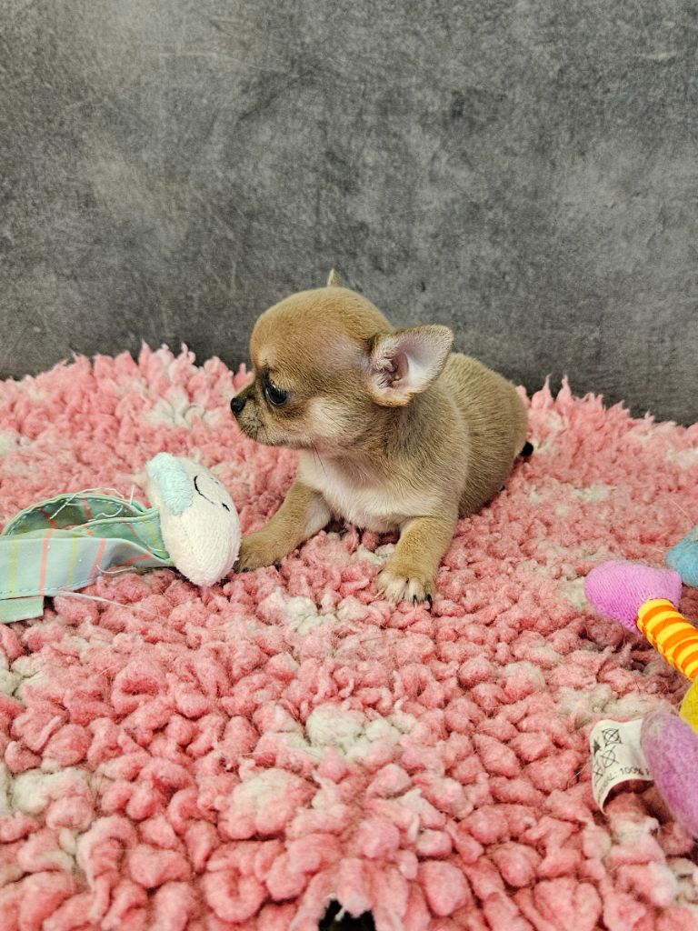 De La Contrée Des Elfes - Chiot disponible  - Chihuahua