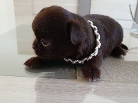 CHIOT chocolat 