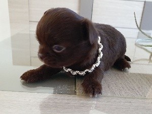 CHIOT chocolat 