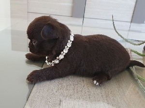 CHIOT chocolat 