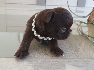 CHIOT chocolat 