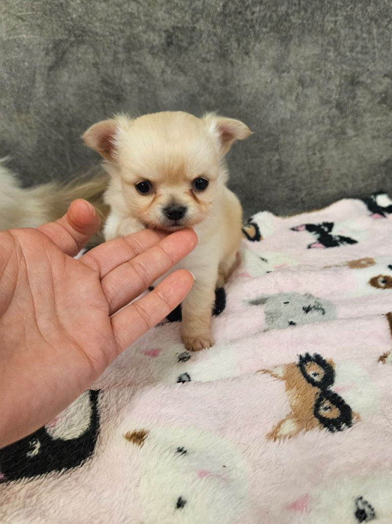 De La Contrée Des Elfes - Chiot disponible  - Chihuahua