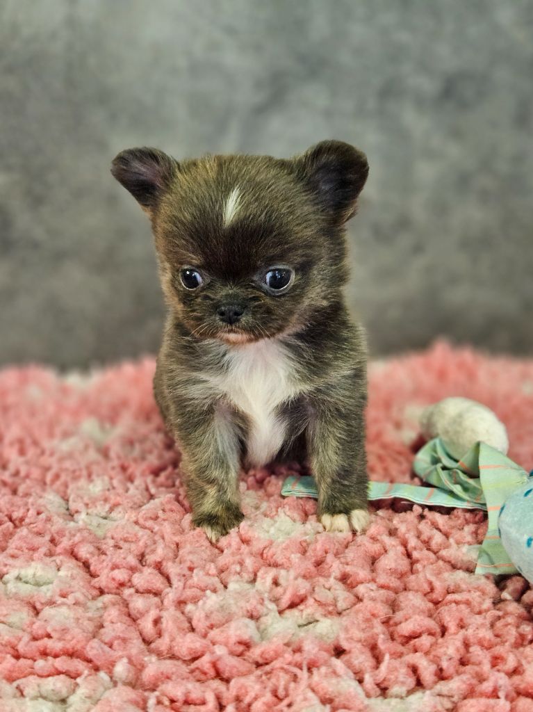 De La Contrée Des Elfes - Chiot disponible  - Chihuahua