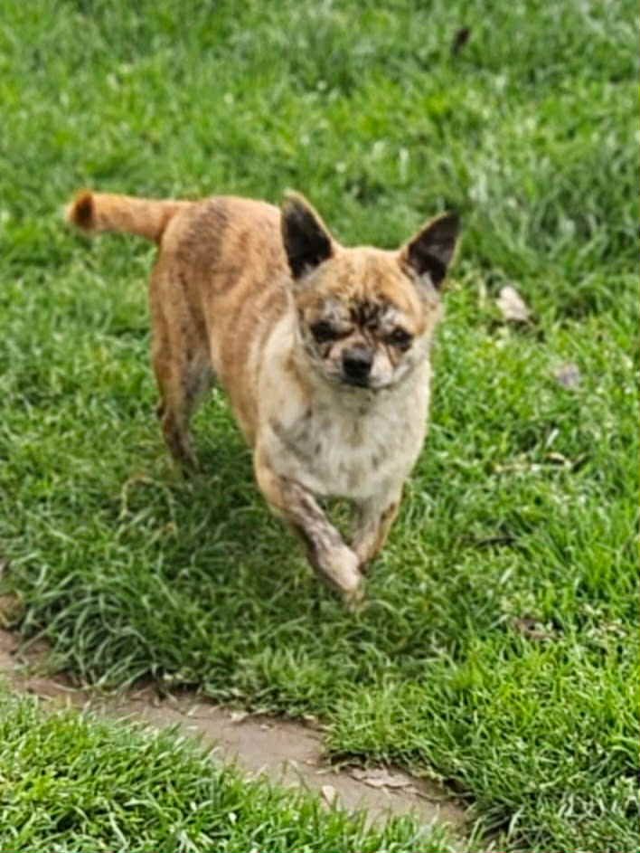 Tigrou De La Contrée Des Elfes