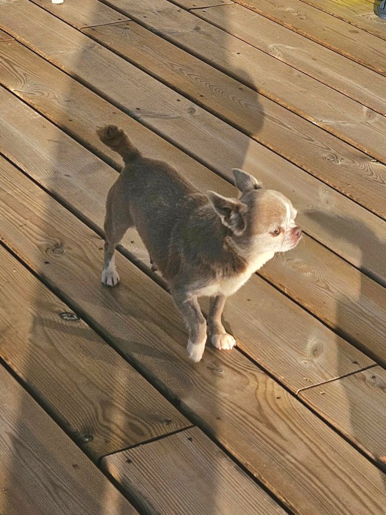 See me purple De La Contrée Des Elfes