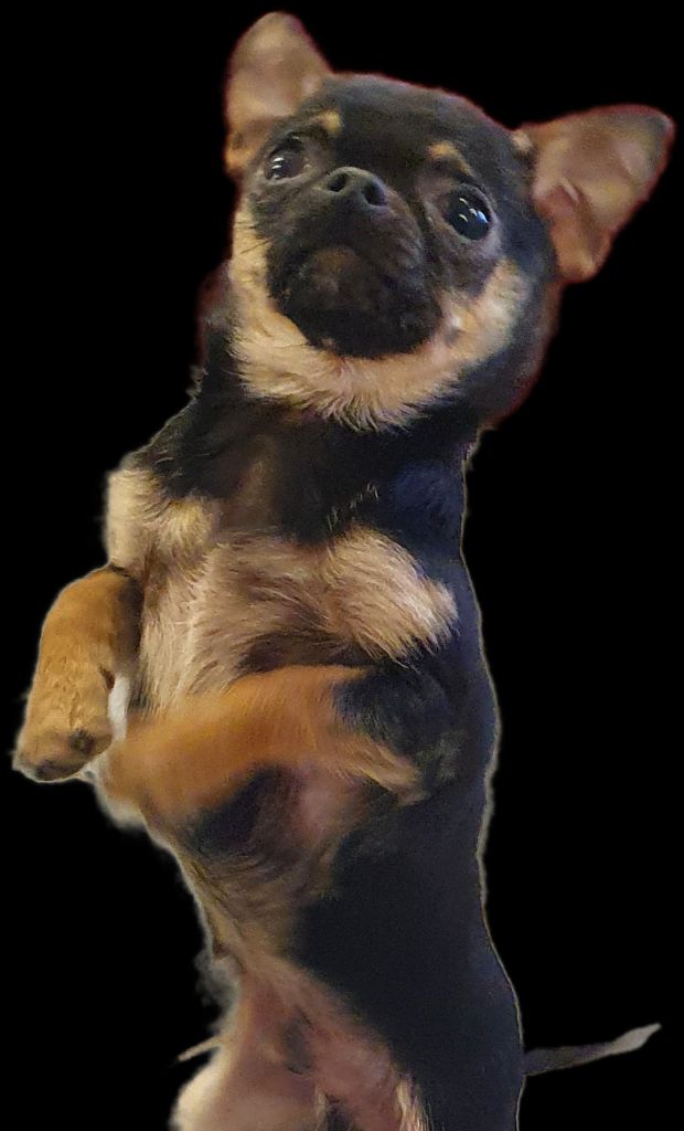 Tchoupi De La Contrée Des Elfes