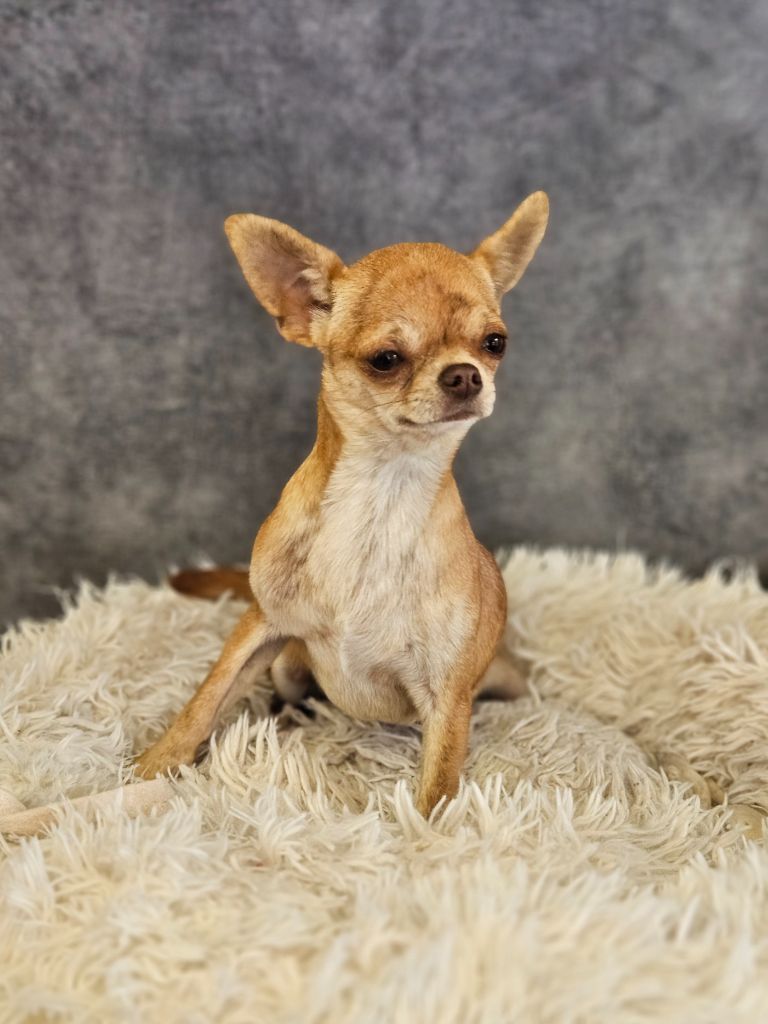 Ultra bella choko brindle De La Contrée Des Elfes