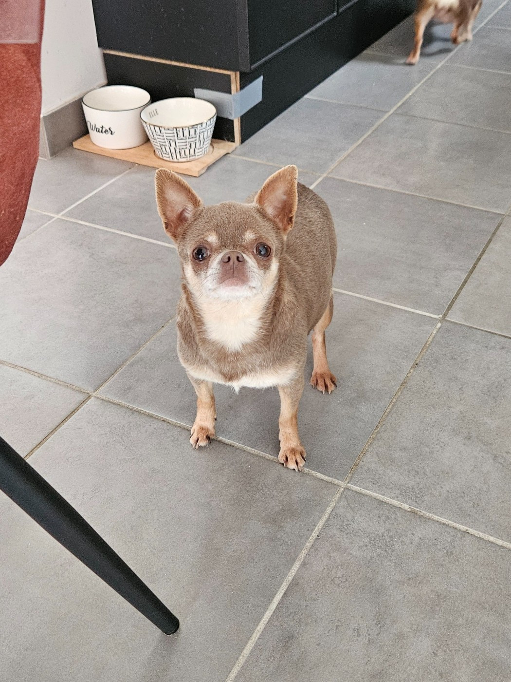 Ultra color lavander De La Contrée Des Elfes