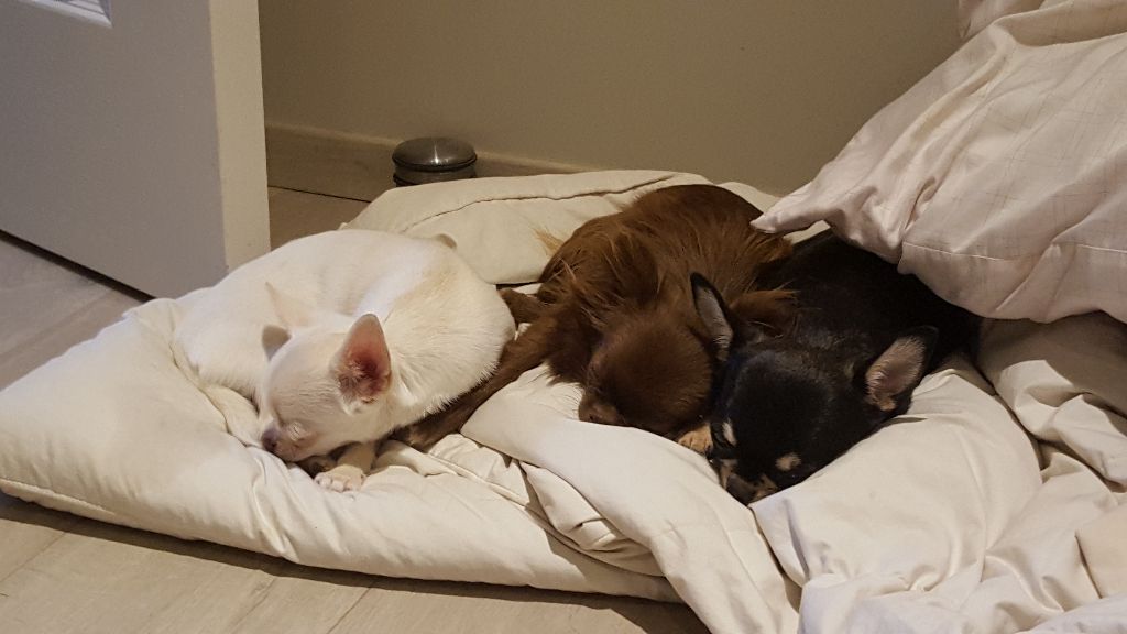 dur vie de chihuahua