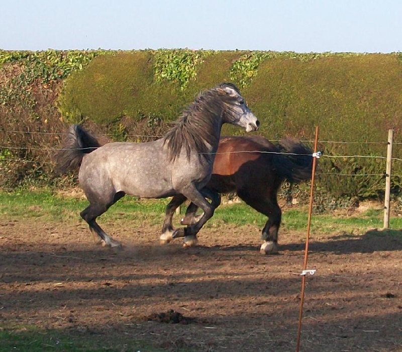 Elégance gardienne des chevaux ...