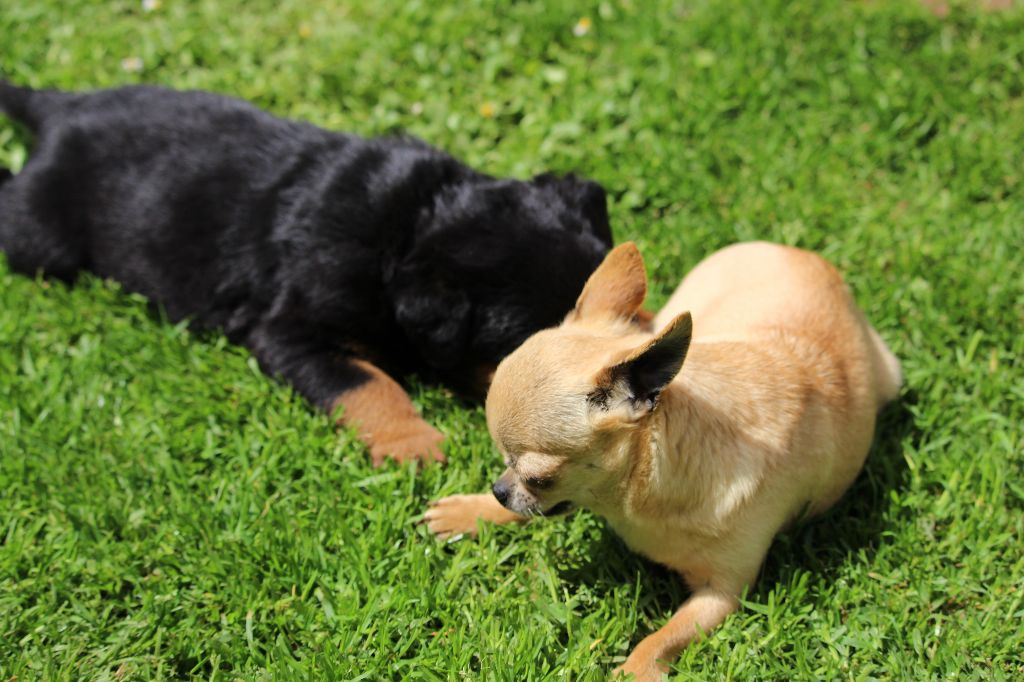 Chihuahua et Rotts