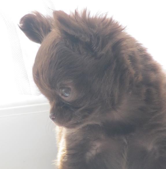 Chiots par Forever Blue