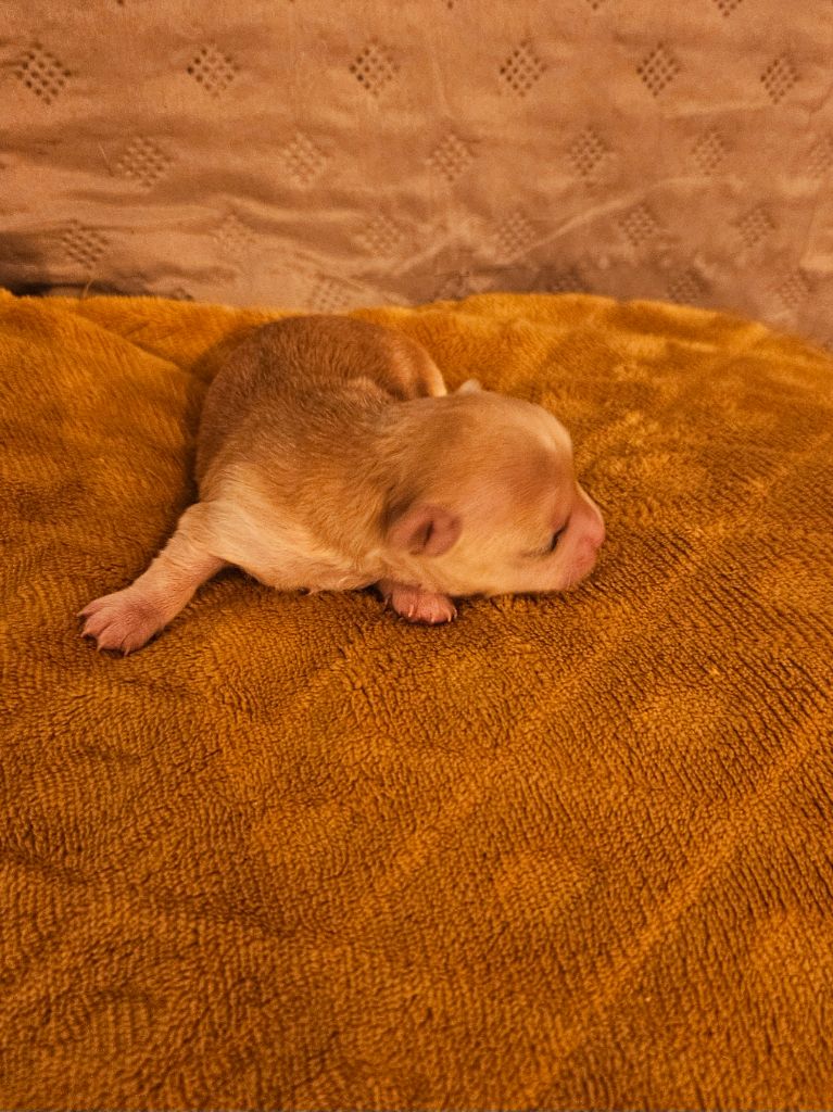 De La Contrée Des Elfes - Chiots disponibles - Chihuahua