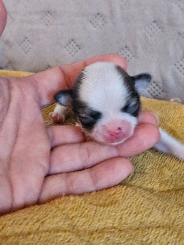 De La Contrée Des Elfes - Chiots disponibles - Chihuahua