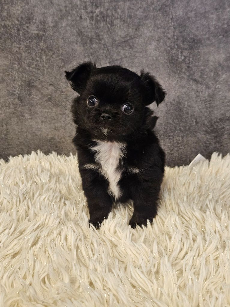 De La Contrée Des Elfes - Chiots disponibles - Chihuahua