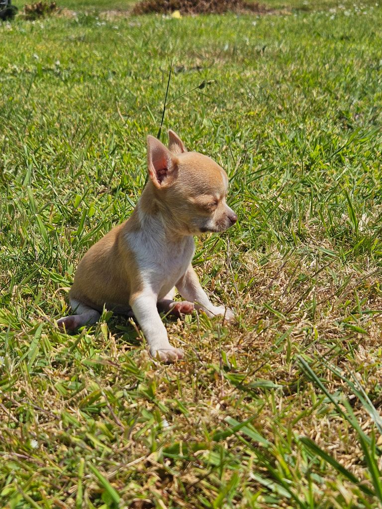 De La Contrée Des Elfes - Chiots disponibles - Chihuahua