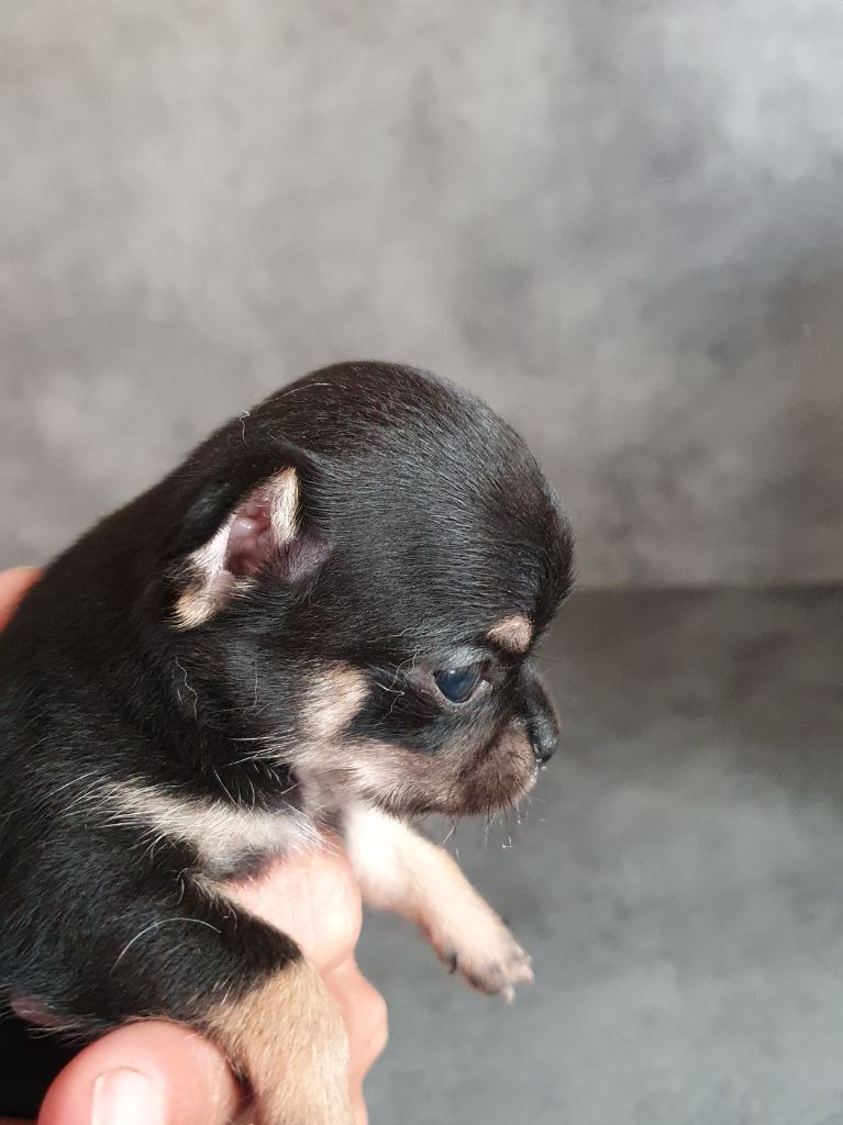 CHIOT