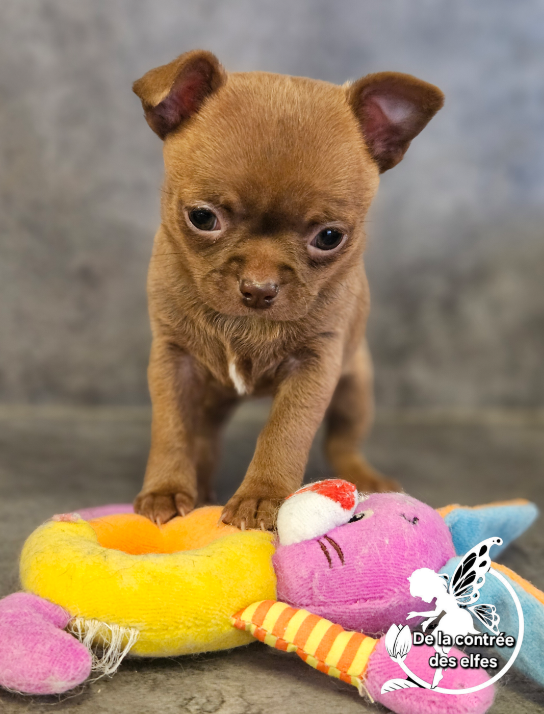 De La Contrée Des Elfes - Chiots disponibles - Chihuahua