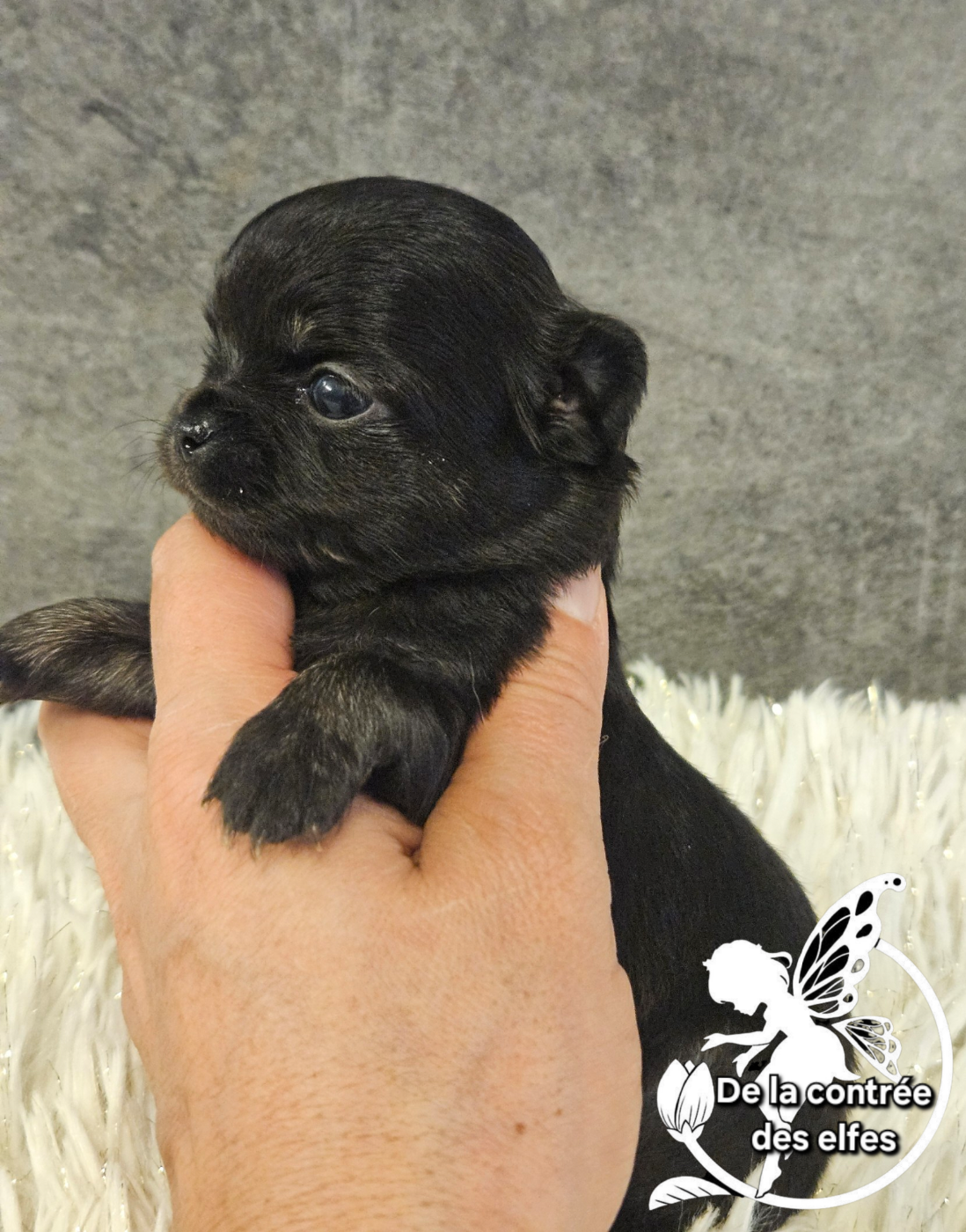 De La Contrée Des Elfes - Chiots disponibles - Chihuahua