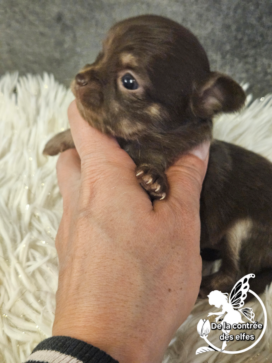 De La Contrée Des Elfes - Chiots disponibles - Chihuahua