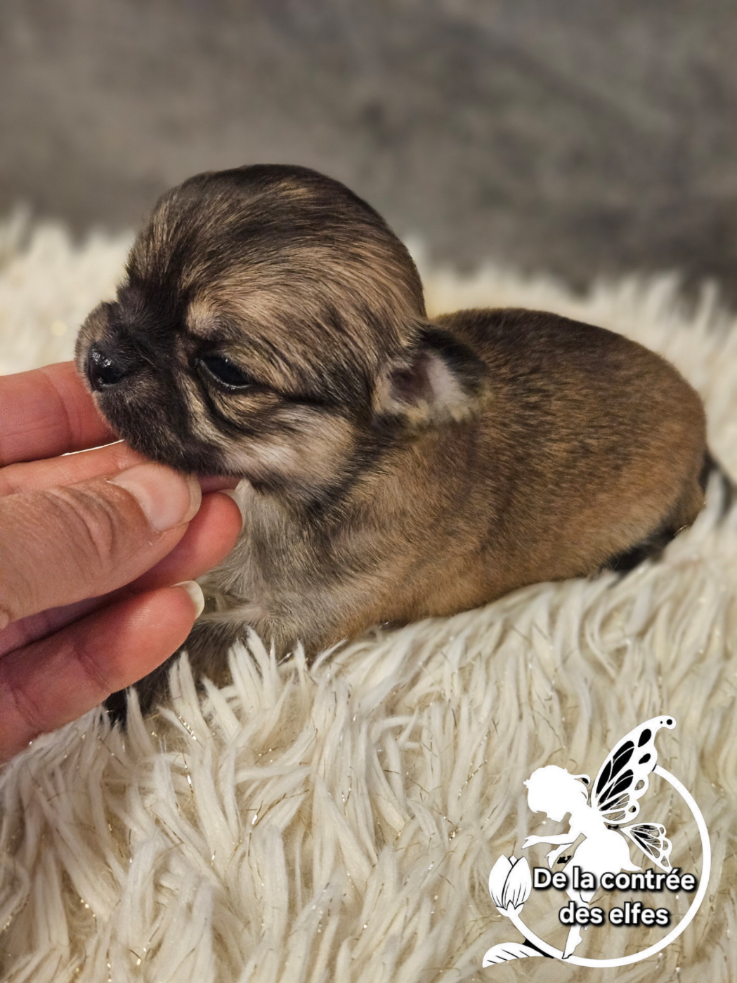 De La Contrée Des Elfes - Chiots disponibles - Chihuahua