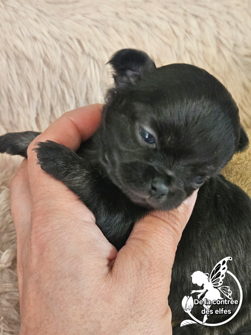 De La Contrée Des Elfes - Chiots disponibles - Chihuahua