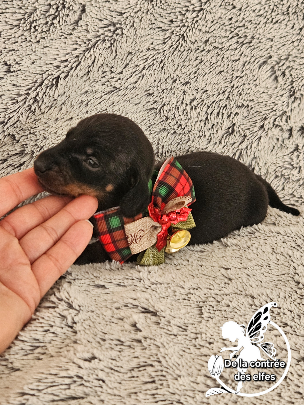 De La Contrée Des Elfes - Chiots disponibles - Teckel poil ras