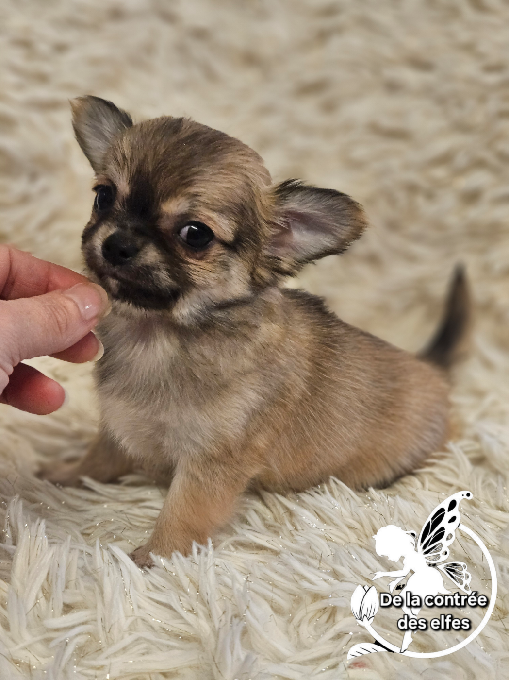 De La Contrée Des Elfes - Chiots disponibles - Chihuahua