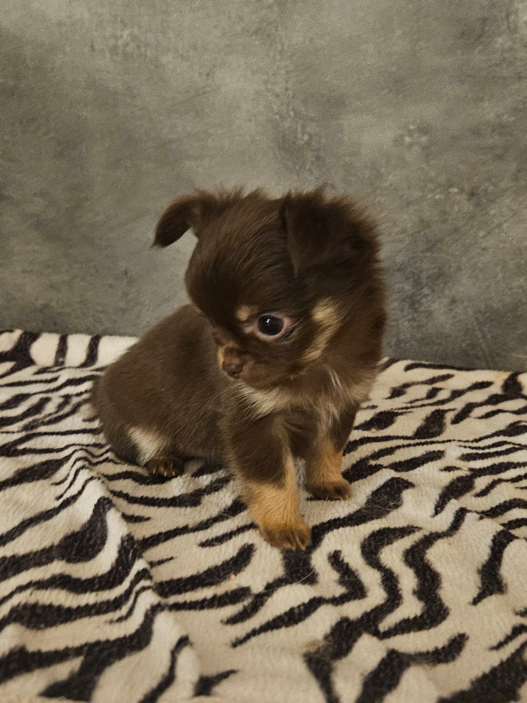 De La Contrée Des Elfes - Chiots disponibles - Chihuahua