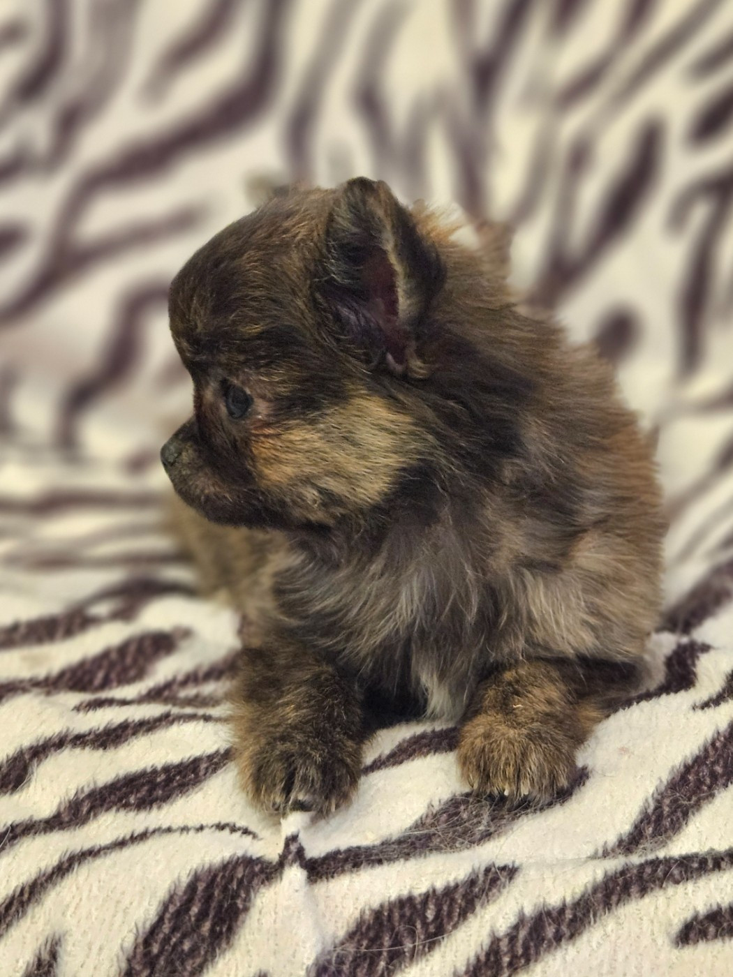 De La Contrée Des Elfes - Chiots disponibles - Chihuahua