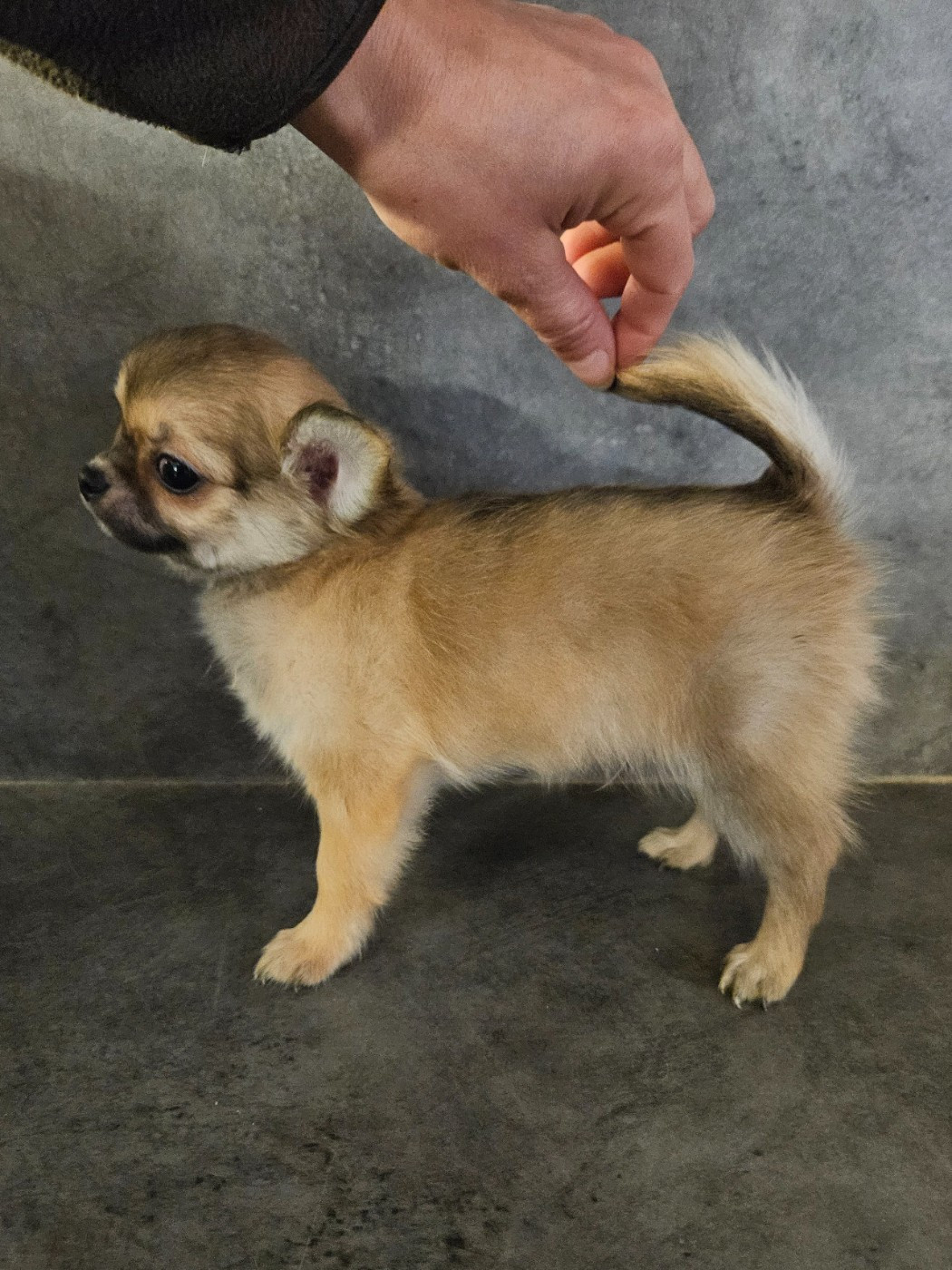 De La Contrée Des Elfes - Chiots disponibles - Chihuahua