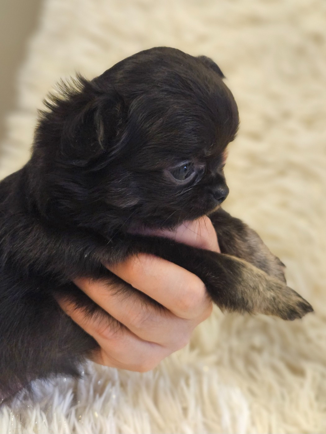 De La Contrée Des Elfes - Chiots disponibles - Chihuahua