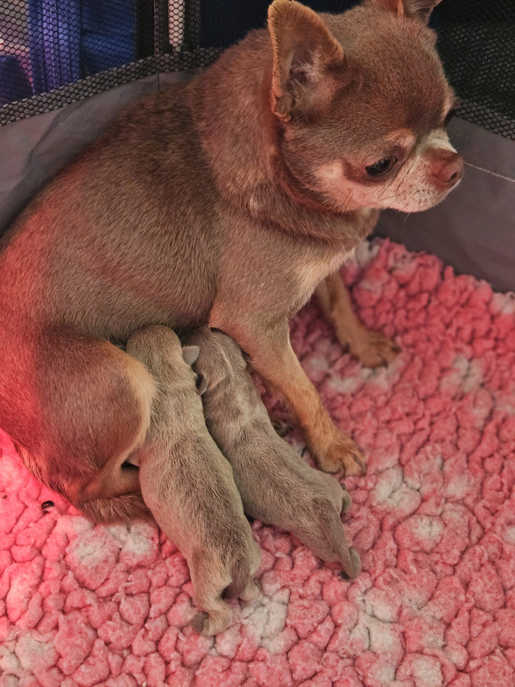 De La Contrée Des Elfes - Chihuahua - Portée née le 11/02/2026