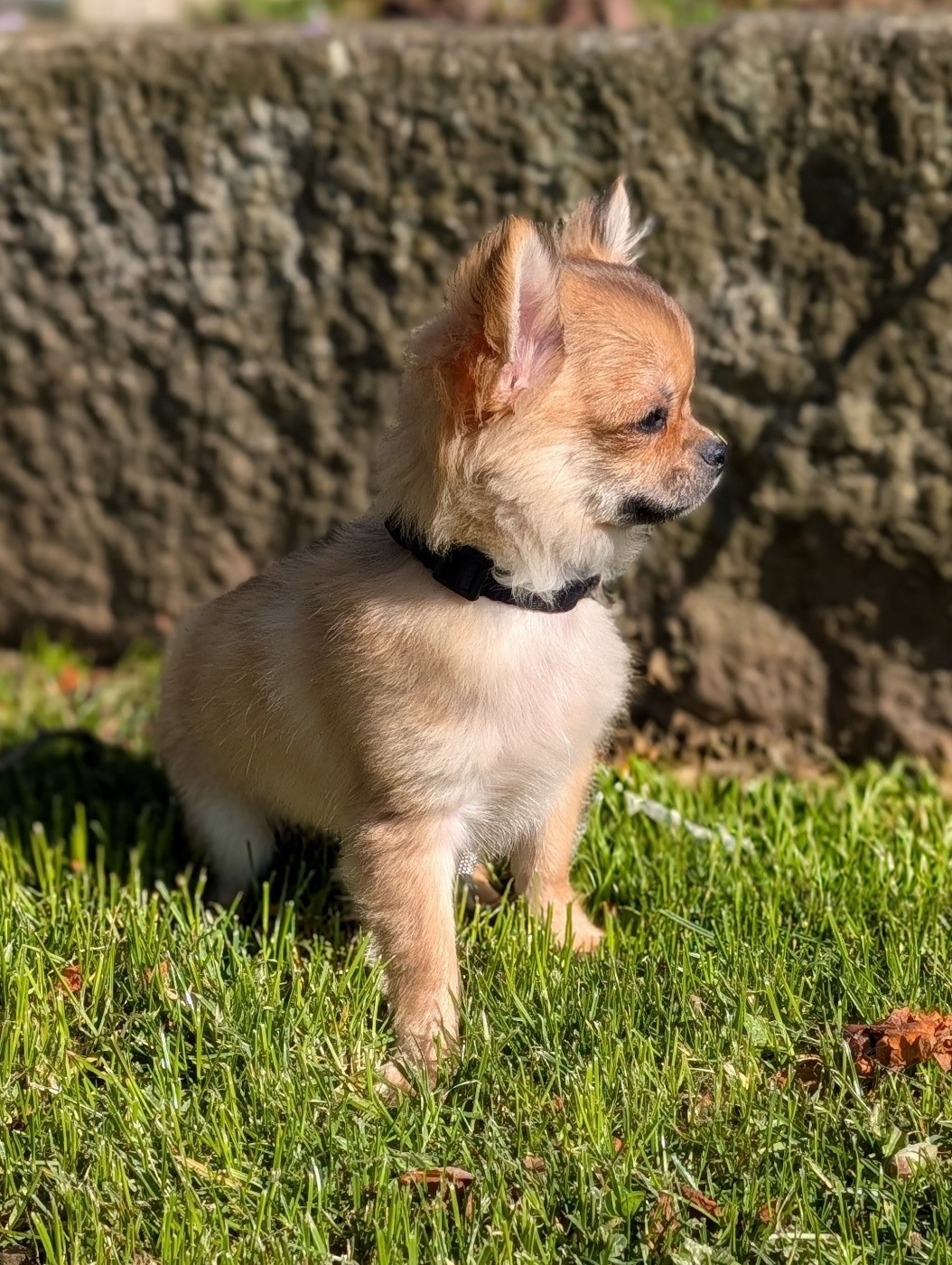 De La Contrée Des Elfes - Chiots disponibles - Chihuahua