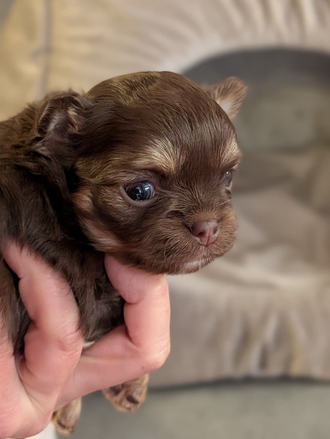De La Contrée Des Elfes - Chiots disponibles - Chihuahua