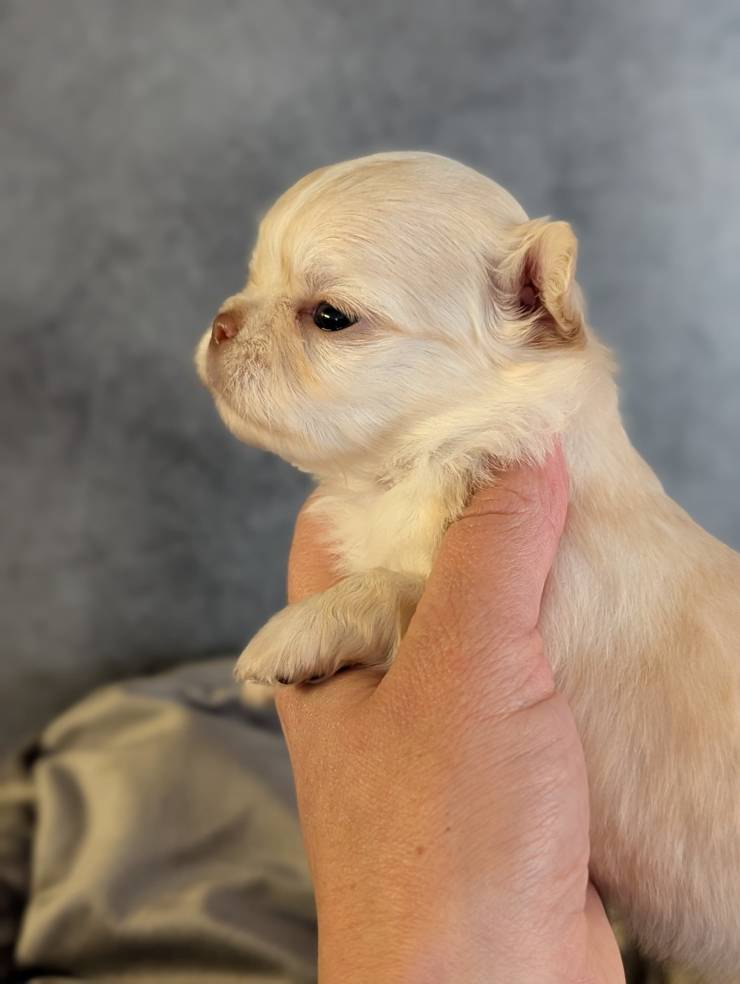 De La Contrée Des Elfes - Chiots disponibles - Chihuahua