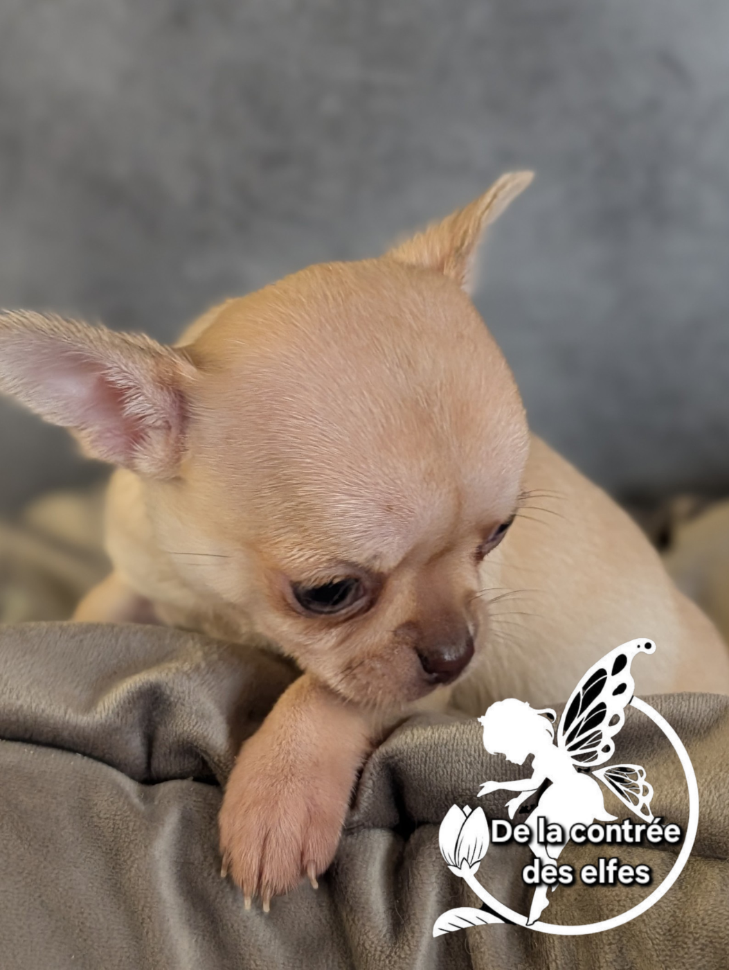 De La Contrée Des Elfes - Chiots disponibles - Chihuahua