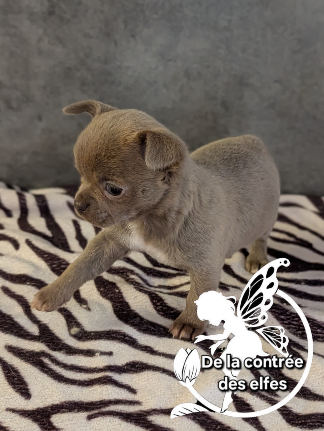 De La Contrée Des Elfes - Chiots disponibles - Chihuahua