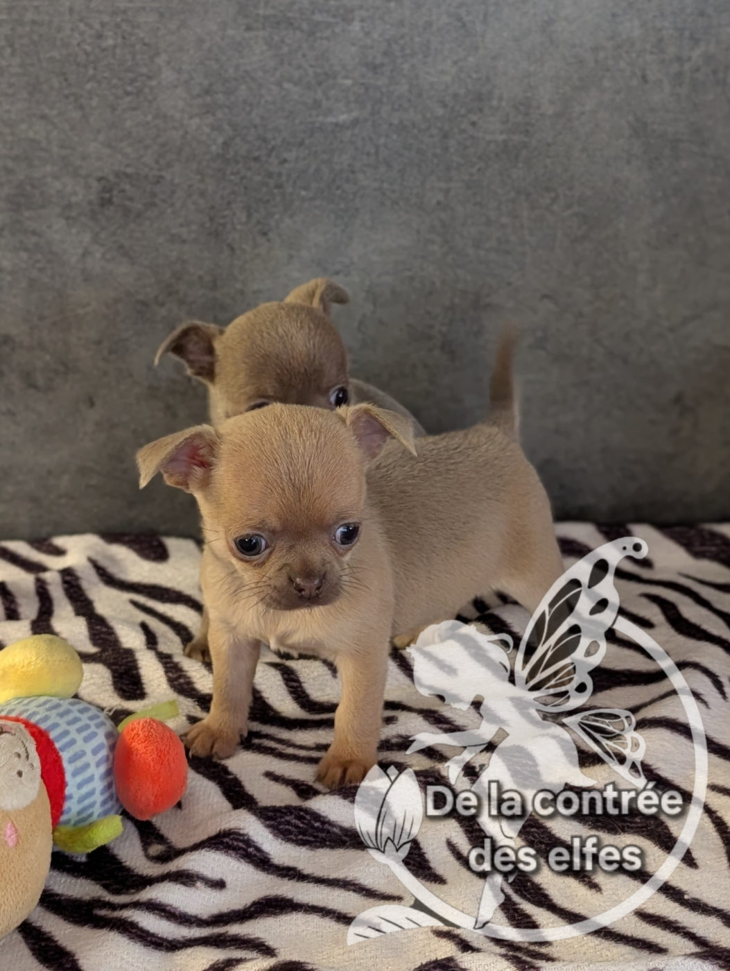 De La Contrée Des Elfes - Chiots disponibles - Chihuahua