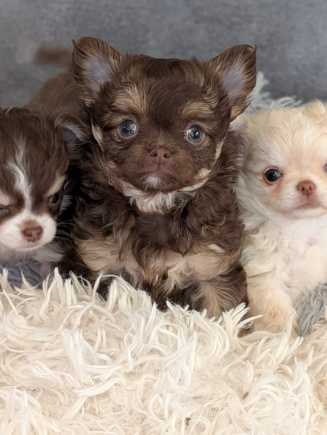 De La Contrée Des Elfes - Chiots disponibles - Chihuahua