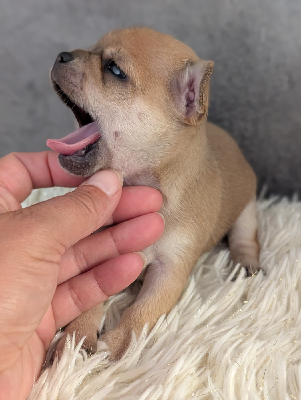 De La Contrée Des Elfes - Chiots disponibles - Chihuahua