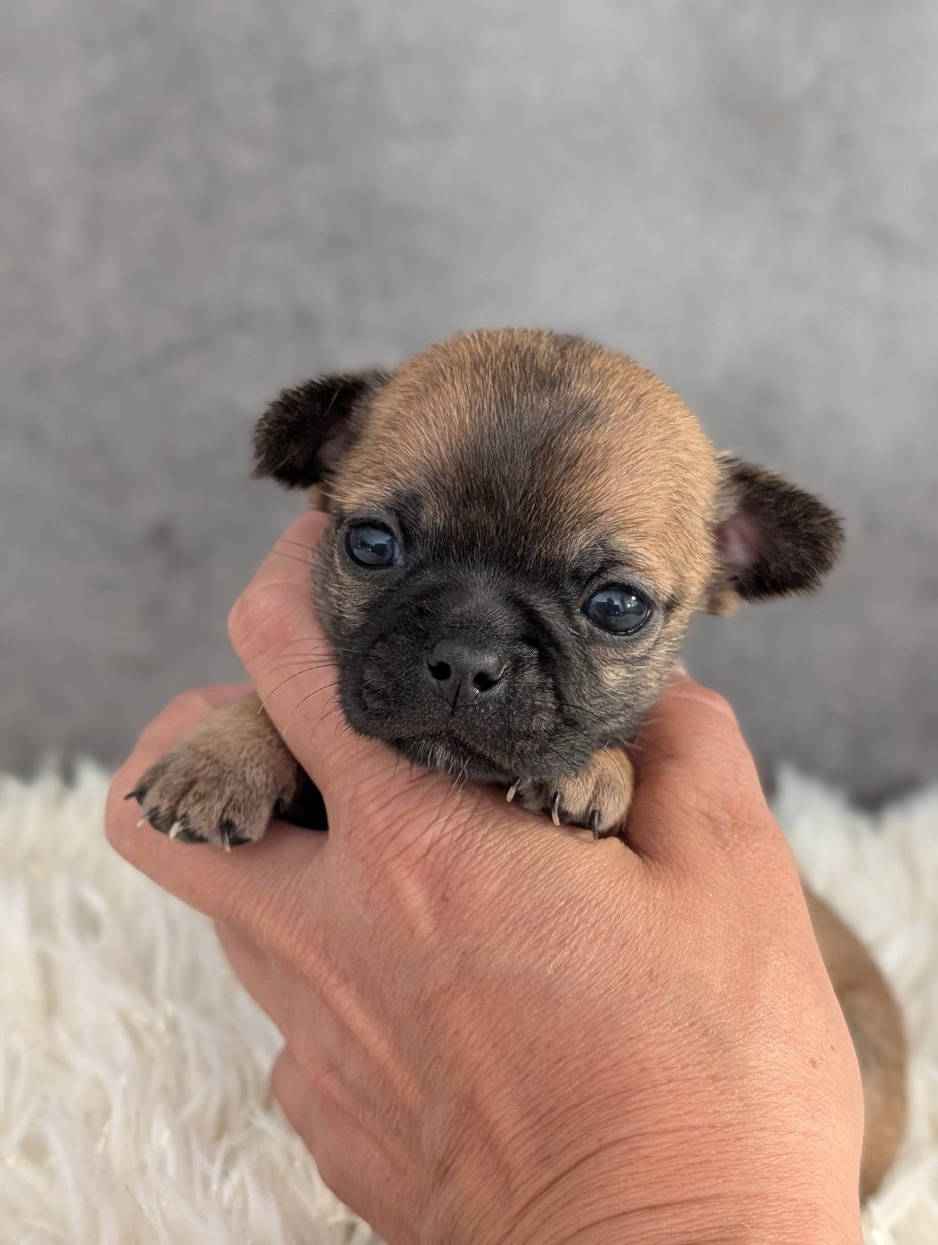 De La Contrée Des Elfes - Chiots disponibles - Chihuahua