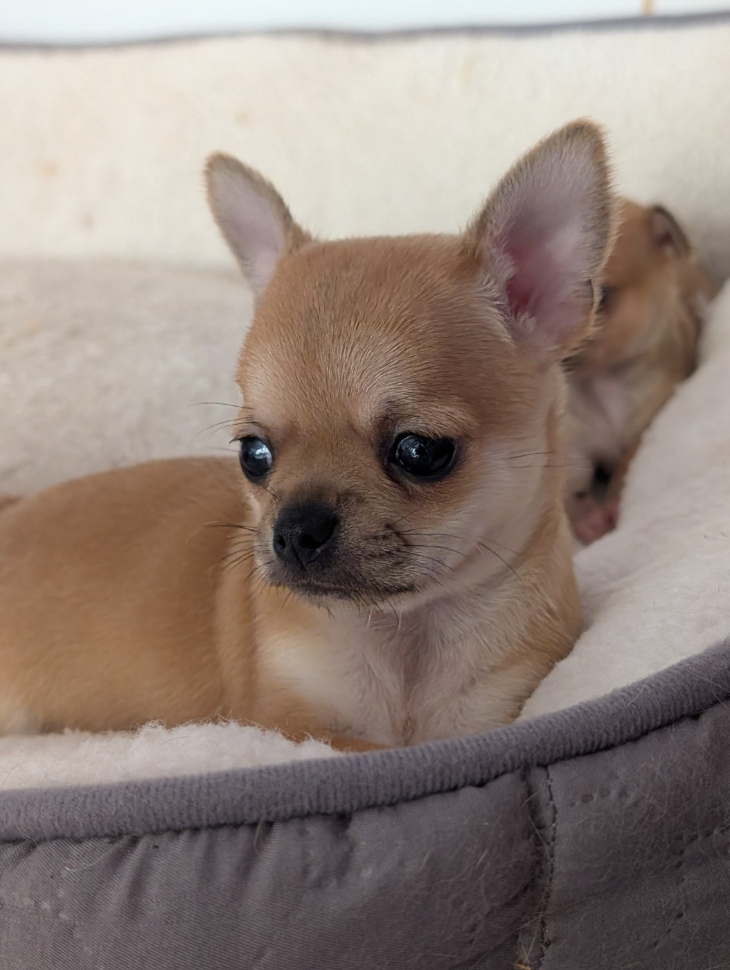 De La Contrée Des Elfes - Chiots disponibles - Chihuahua