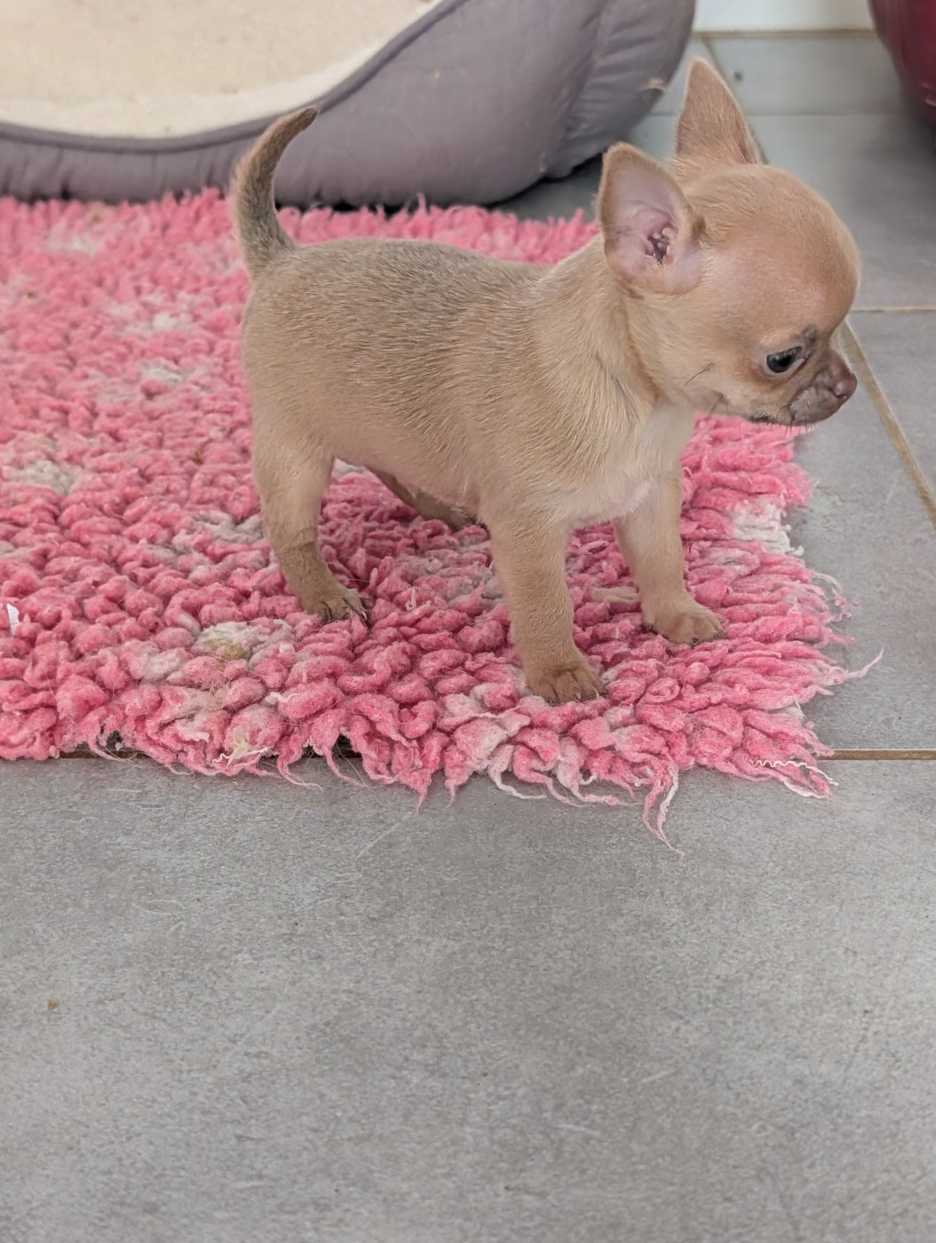 De La Contrée Des Elfes - Chiots disponibles - Chihuahua