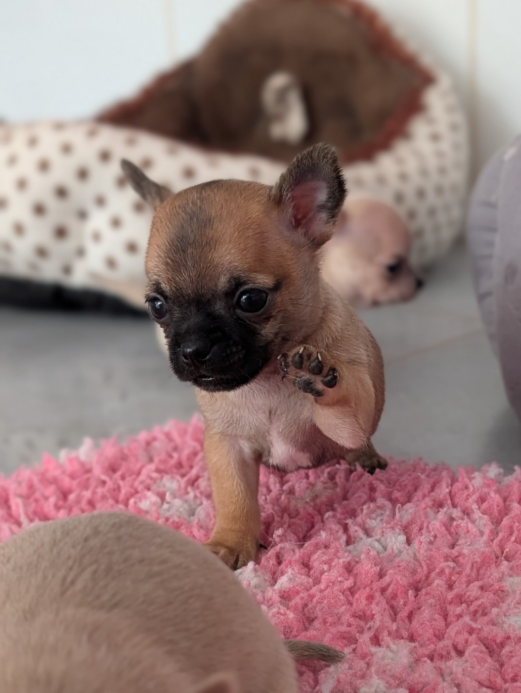 De La Contrée Des Elfes - Chiots disponibles - Chihuahua
