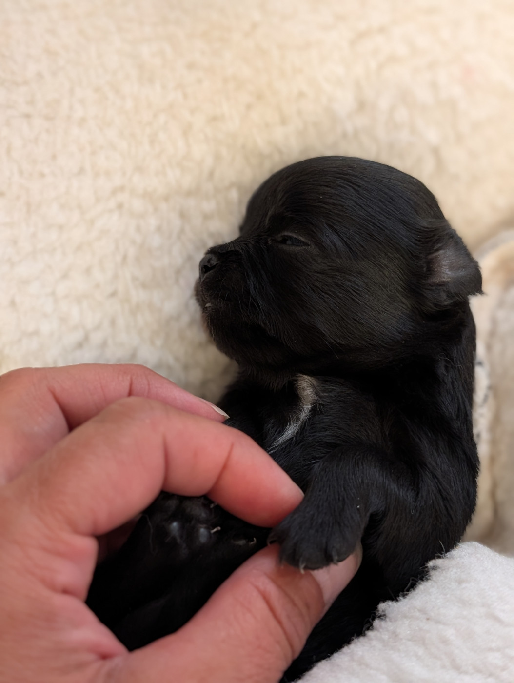 De La Contrée Des Elfes - Chiots disponibles - Chihuahua