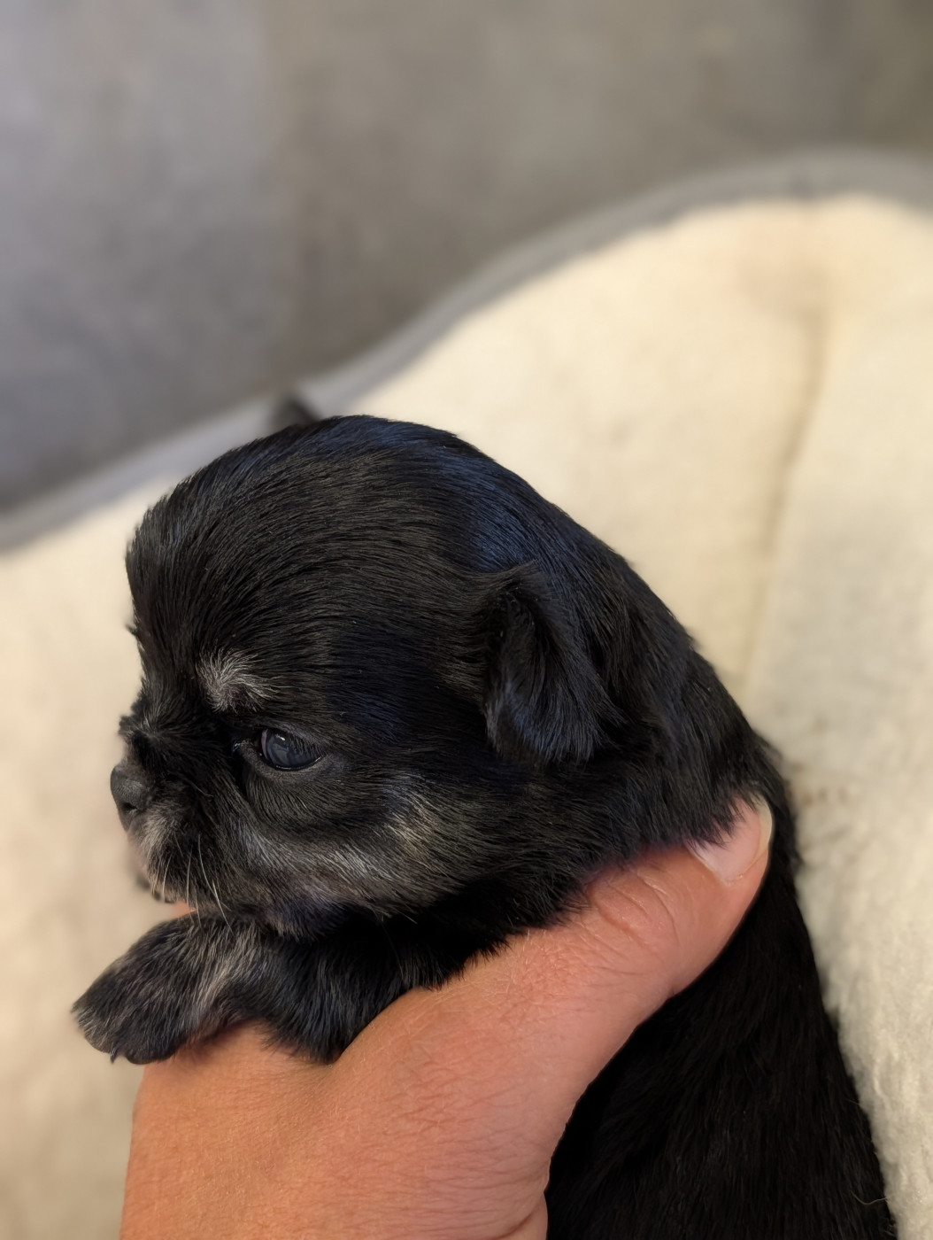 De La Contrée Des Elfes - Chiots disponibles - Chihuahua