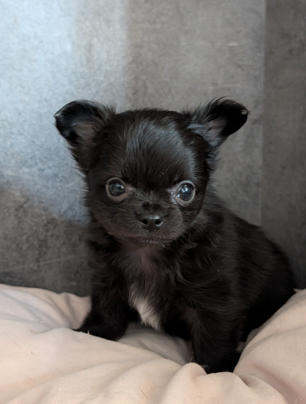 De La Contrée Des Elfes - Chiots disponibles - Chihuahua