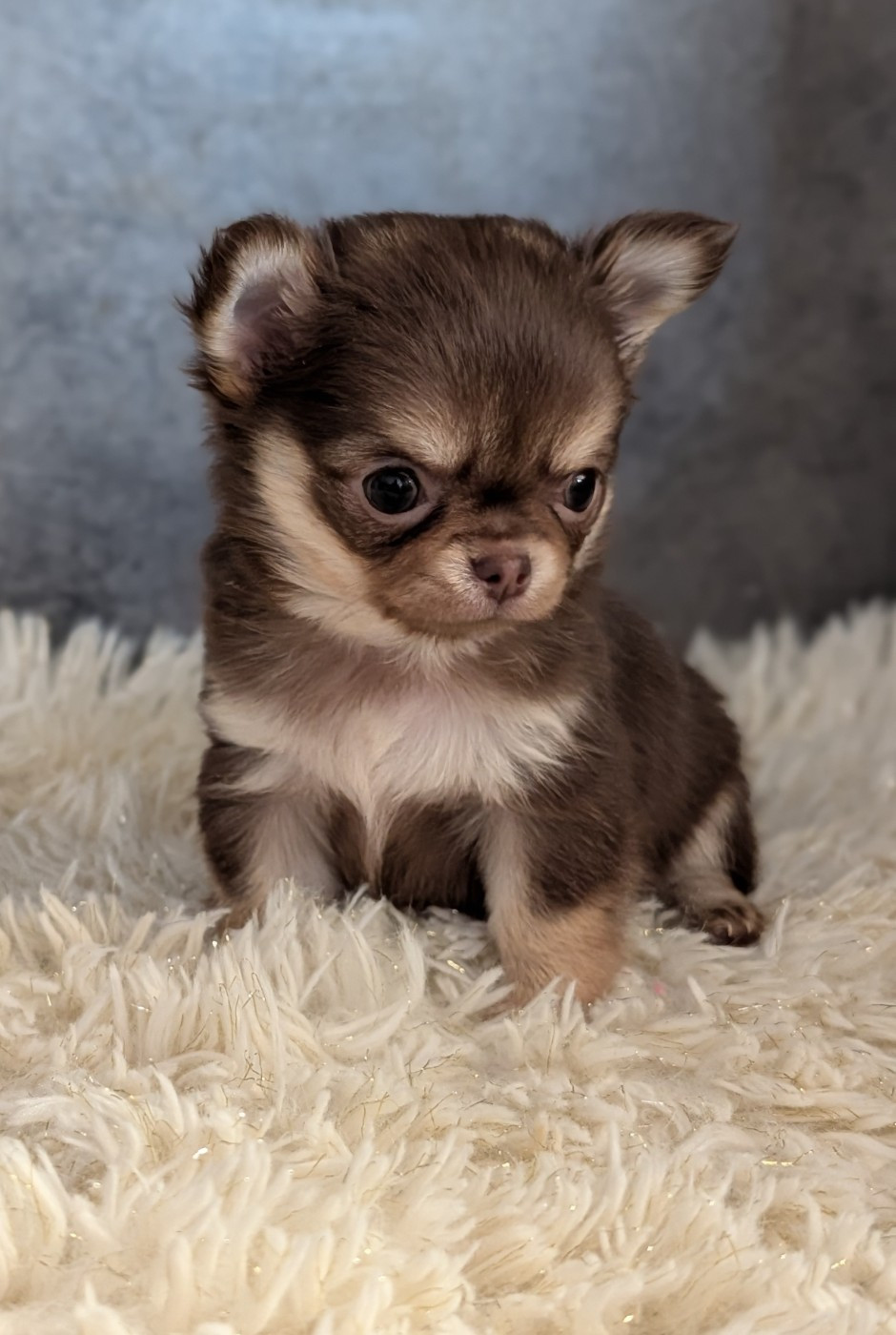De La Contrée Des Elfes - Chiots disponibles - Chihuahua